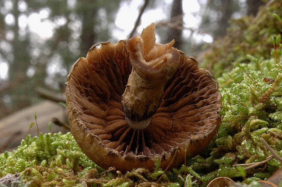 Inocybe?